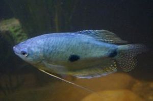 blauer Fadenfisch